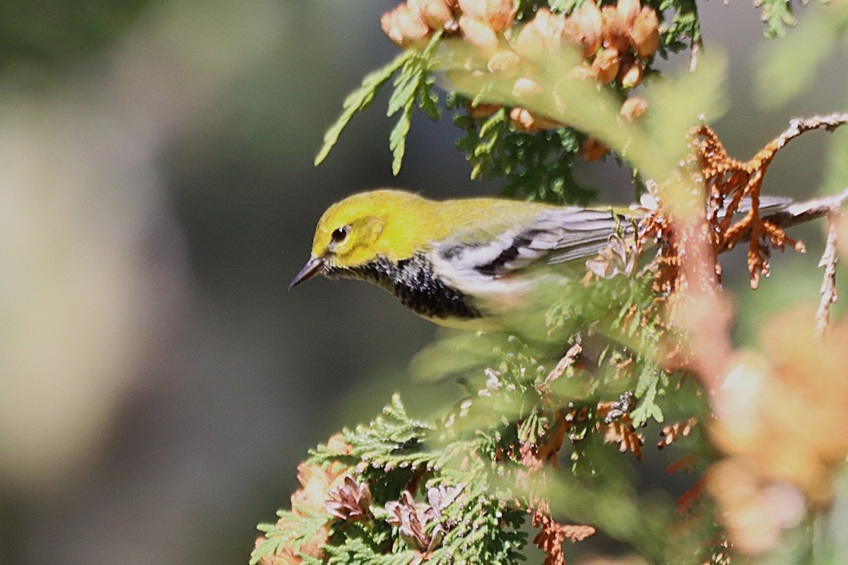 Black-throated Green Warbler - ML642114870