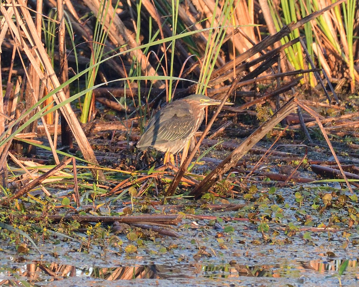 Green Heron - ML642114871