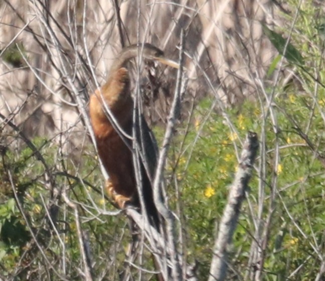 Anhinga - ML642114874