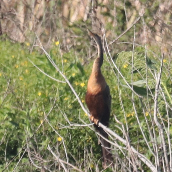 Anhinga - ML642114875