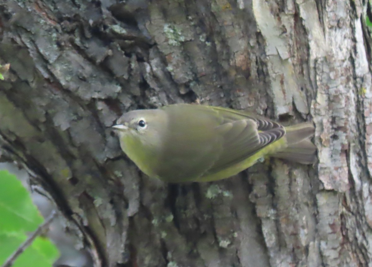 Orange-crowned Warbler - ML642114880
