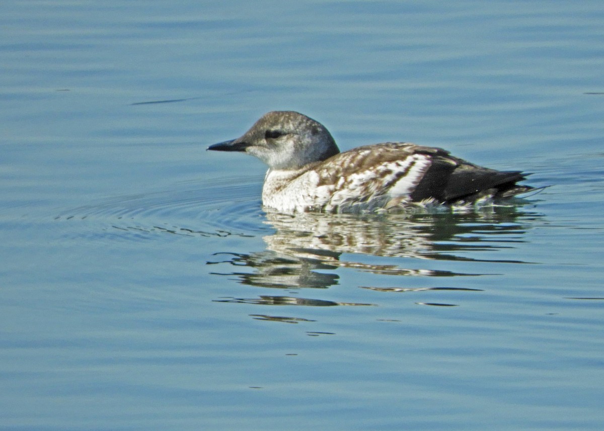 Black Guillemot - ML642114884