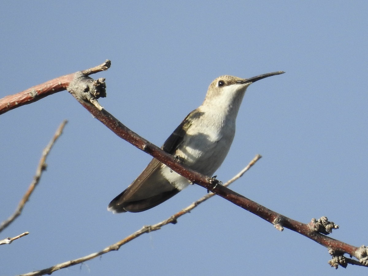 Black-chinned Hummingbird - ML642114887