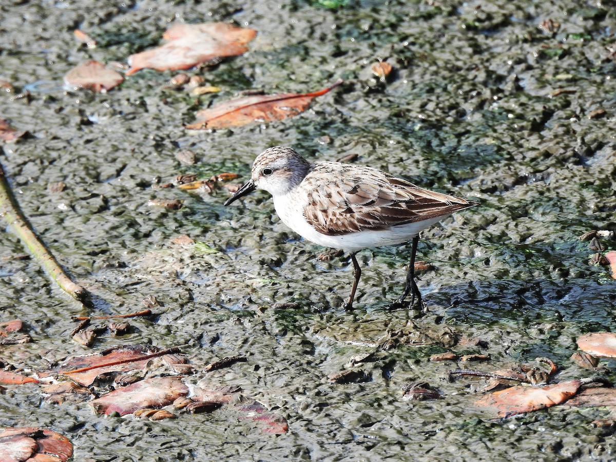 Semipalmated Sandpiper - ML642114888