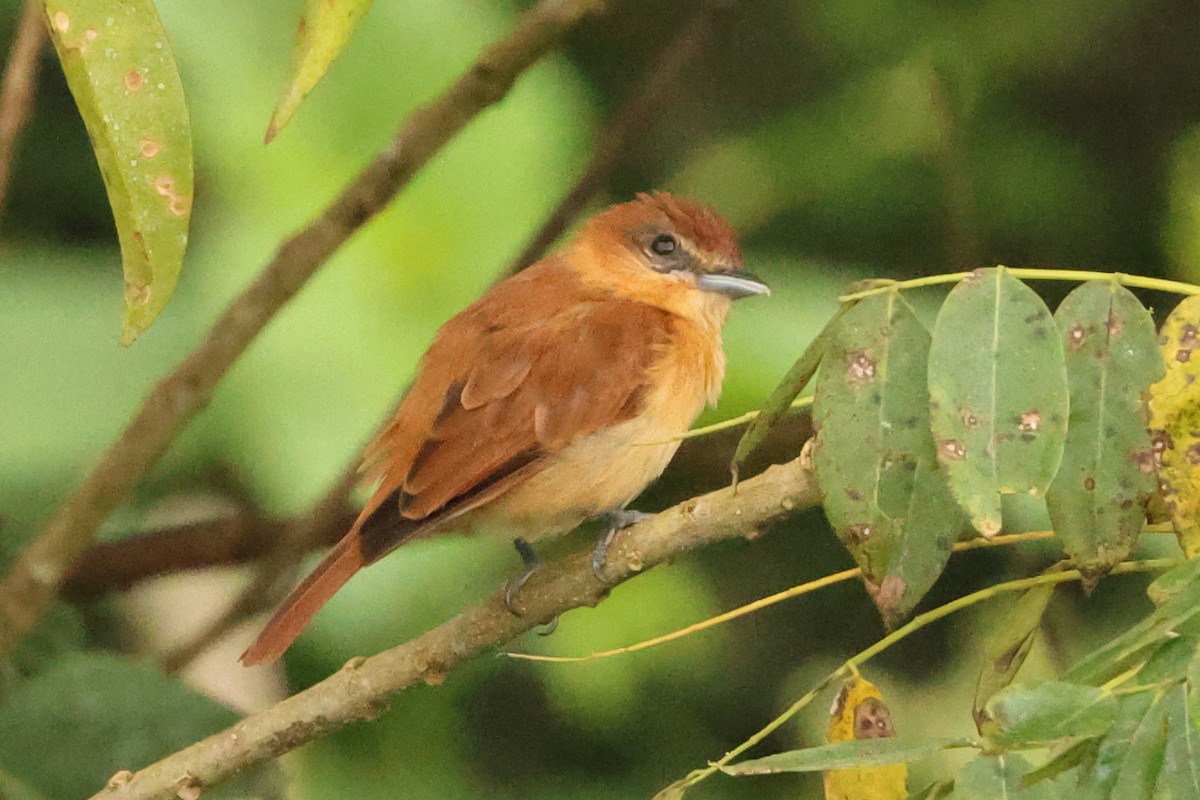 Cinnamon Becard - ML642114902