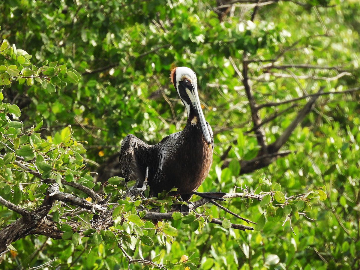 Brown Pelican - ML642114905