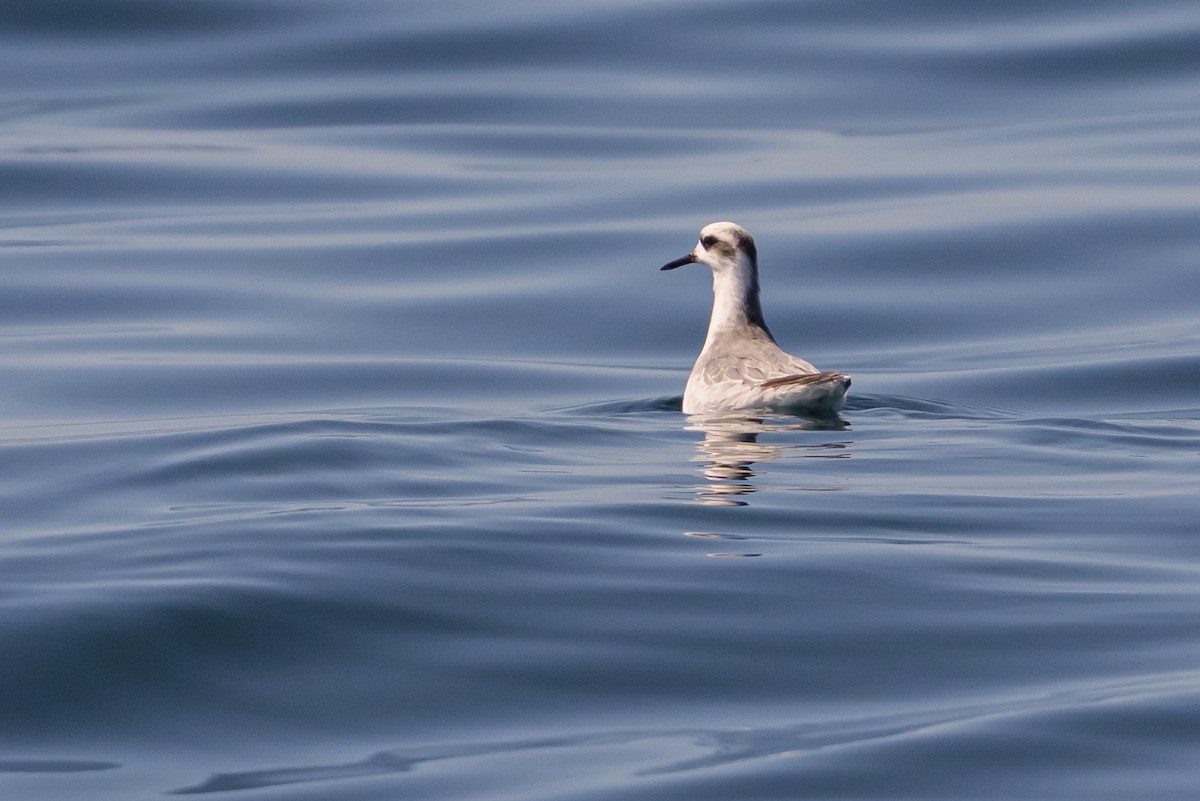 polarsvømmesnipe - ML642114909