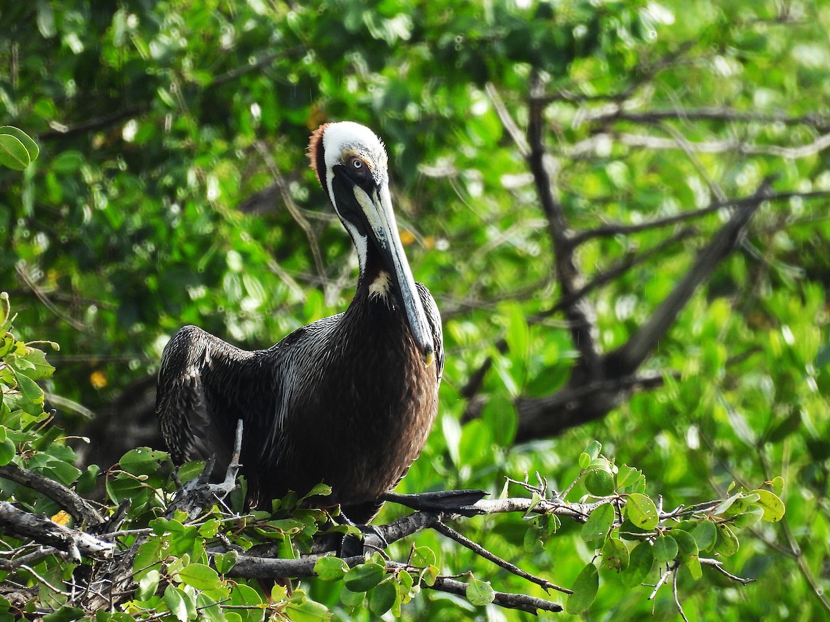 Brown Pelican - ML642114914