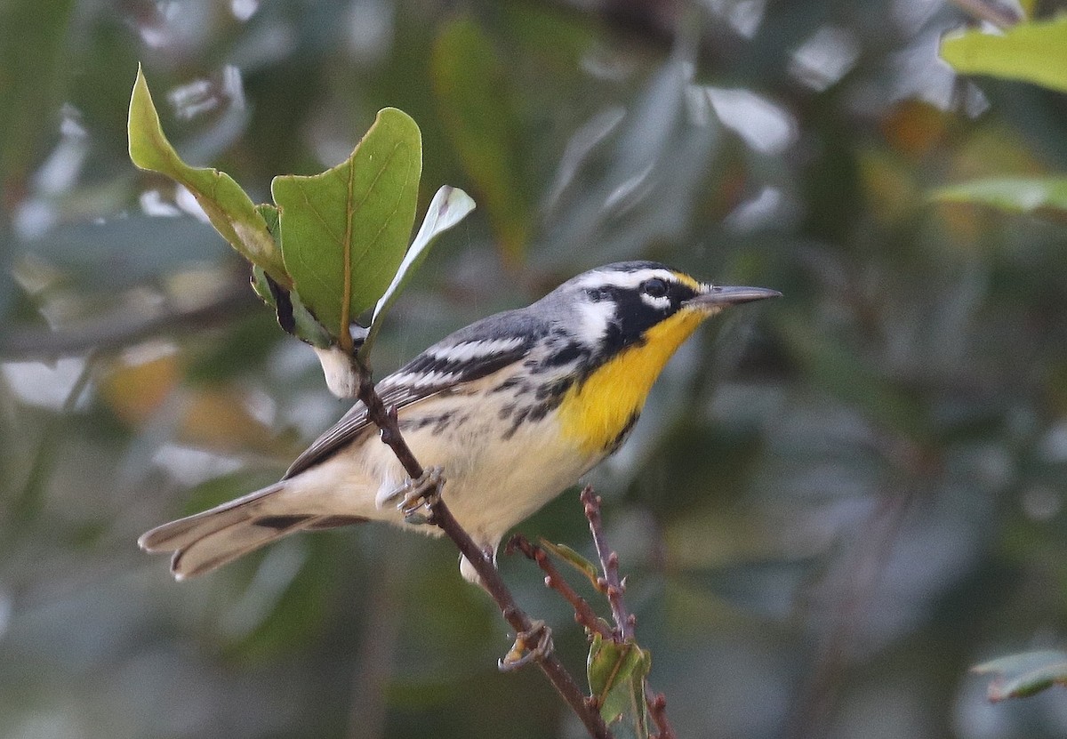 Yellow-throated Warbler - ML642114918