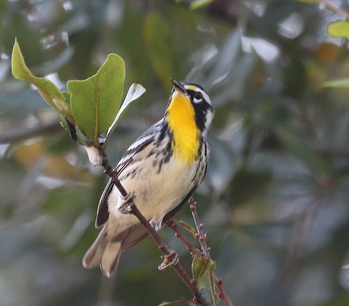 Yellow-throated Warbler - ML642114919