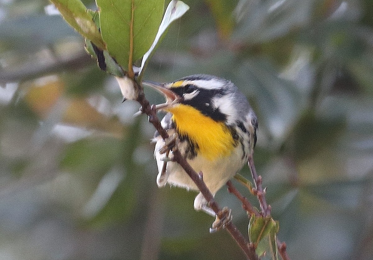 Yellow-throated Warbler - ML642114920