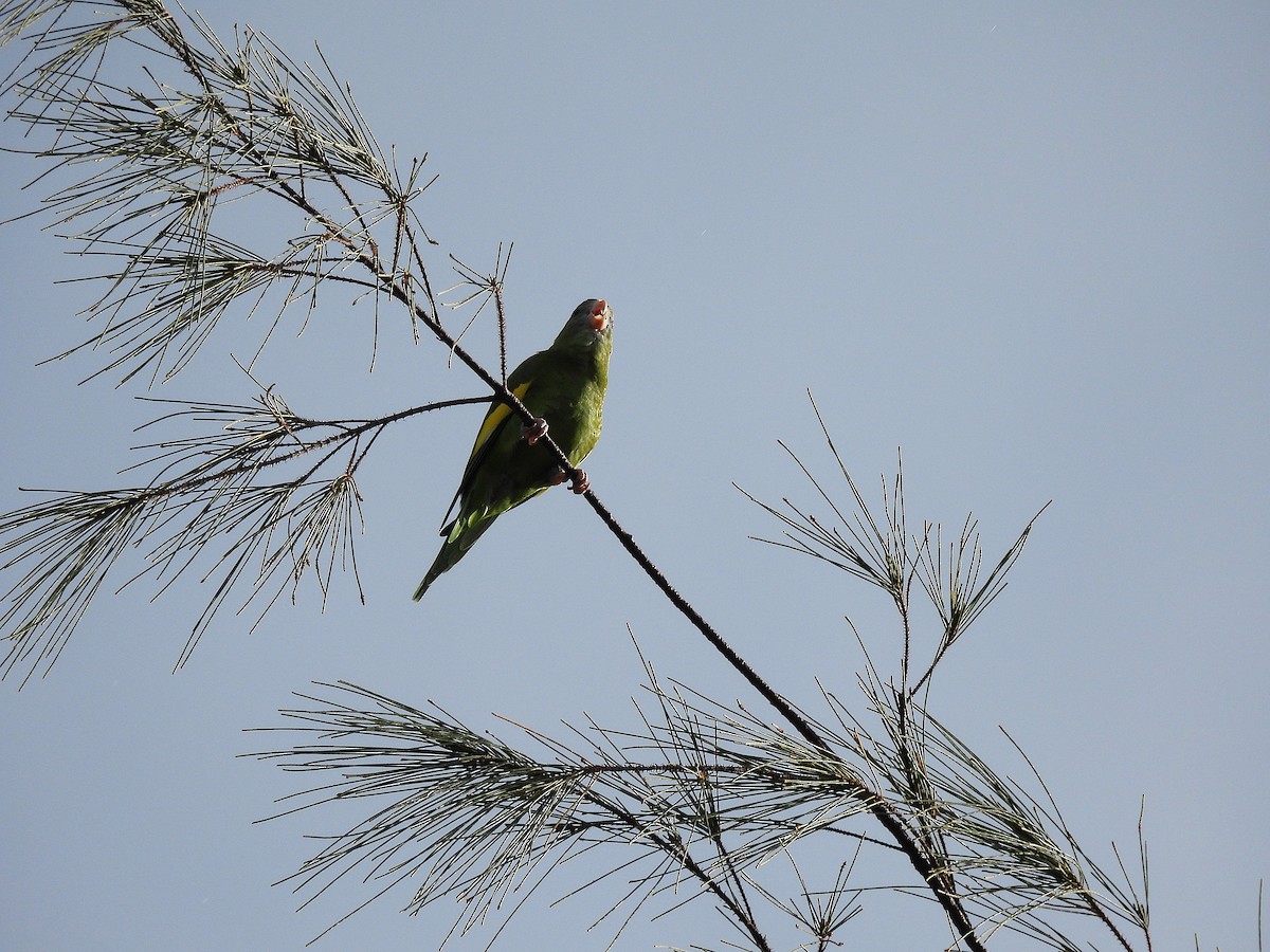 White-winged Parakeet - ML642114929