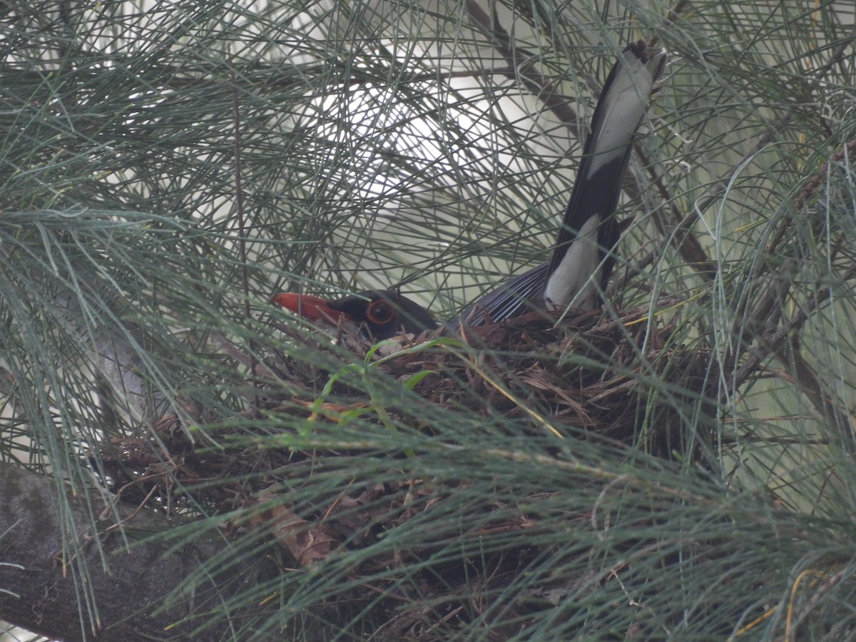 Red-legged Thrush - ML642114935