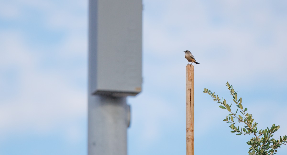 Say's Phoebe - ML642114940
