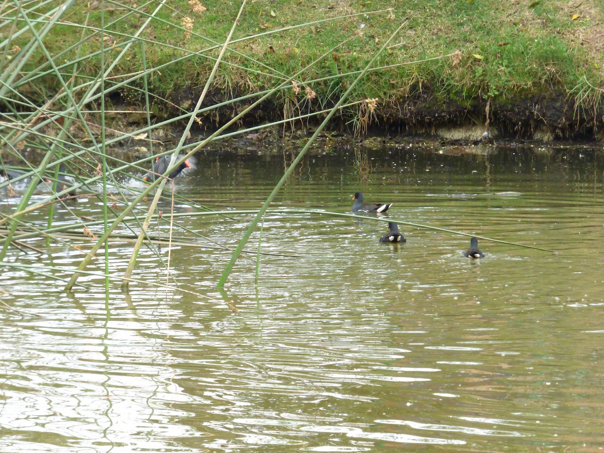 Common Gallinule - ML642115009