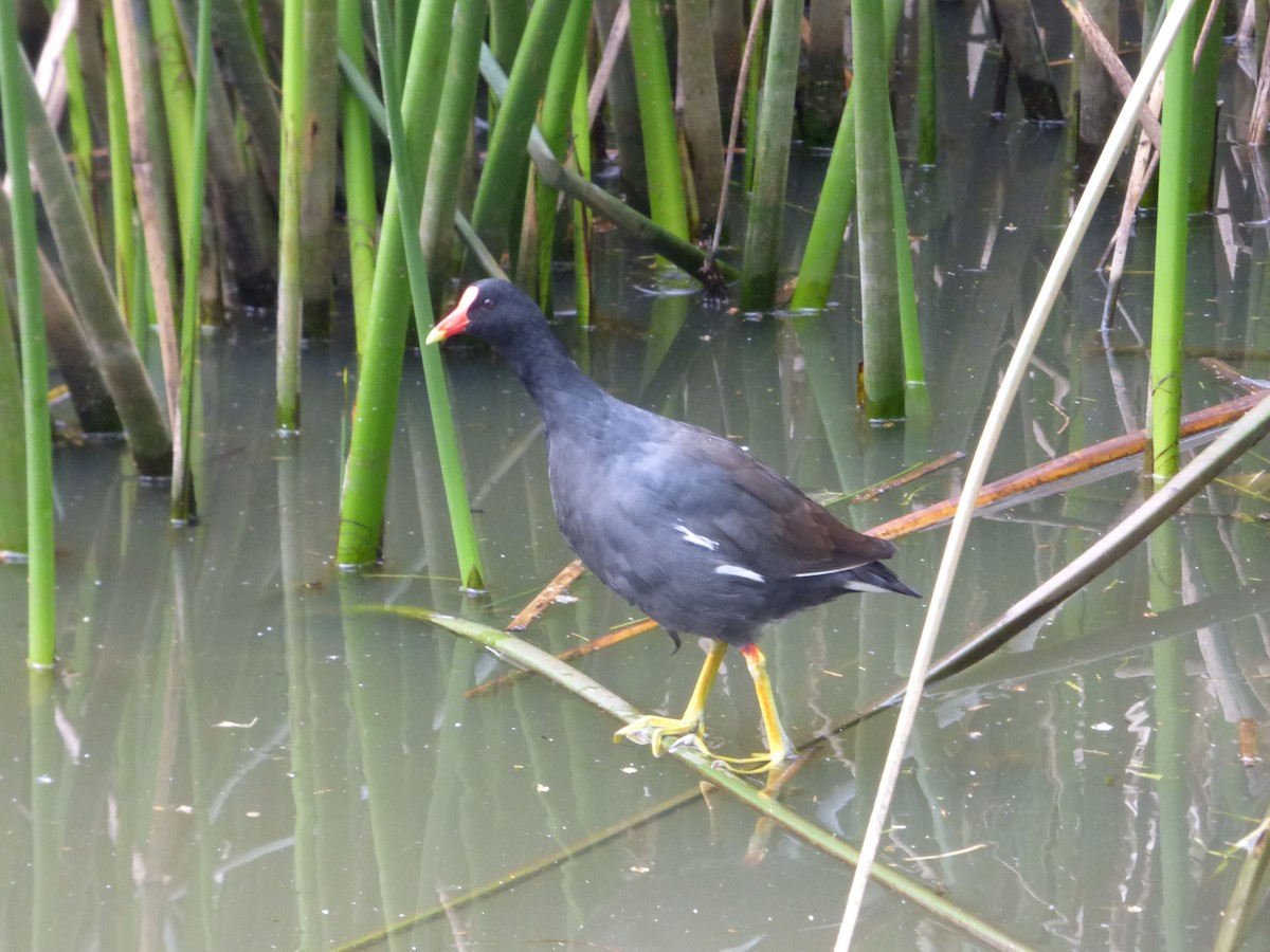 Common Gallinule - ML642115013