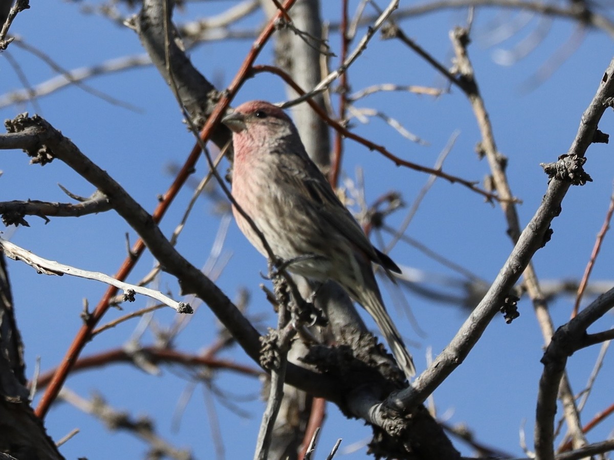 House Finch - ML642115015