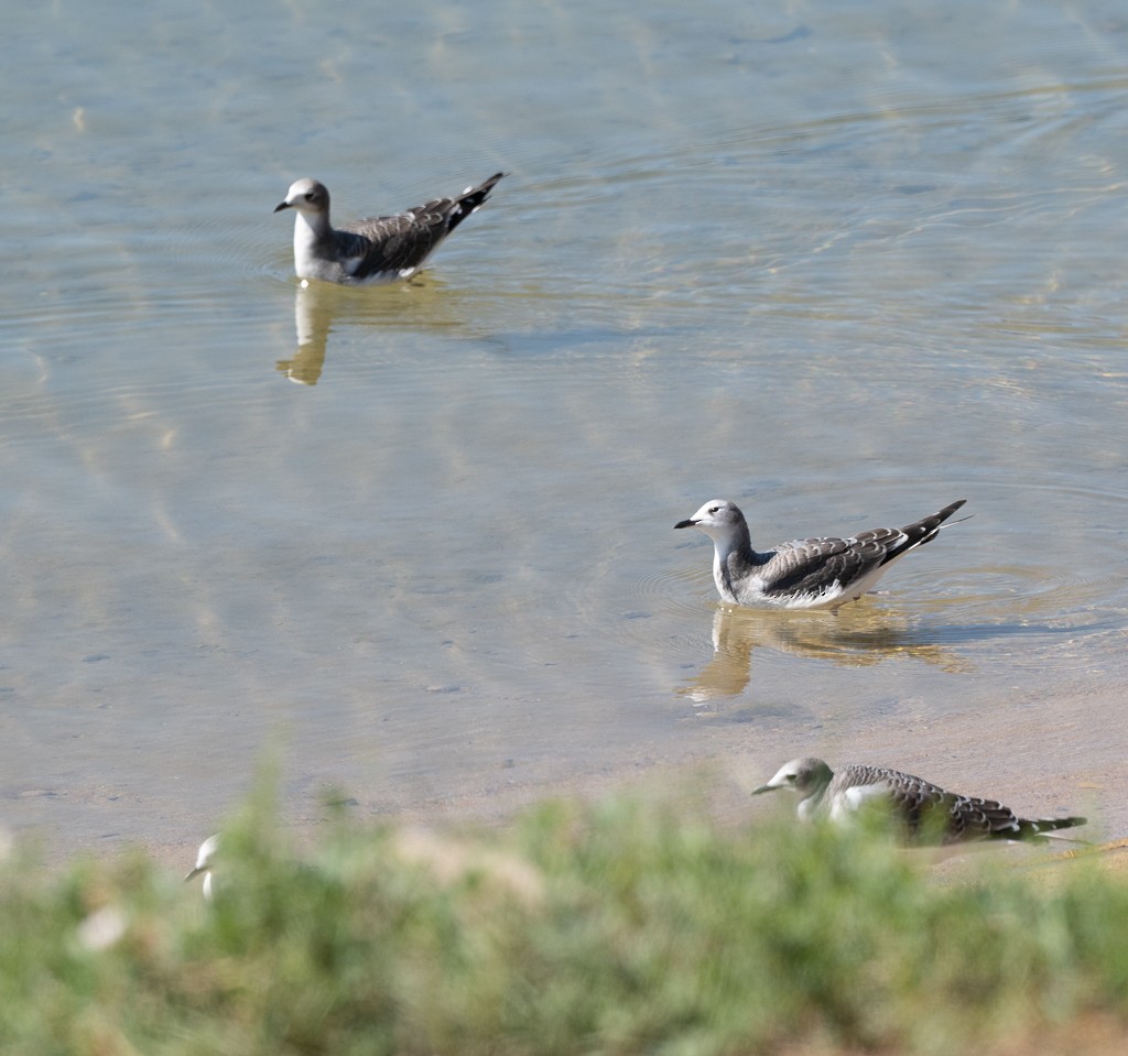 Sabine's Gull - ML642115033