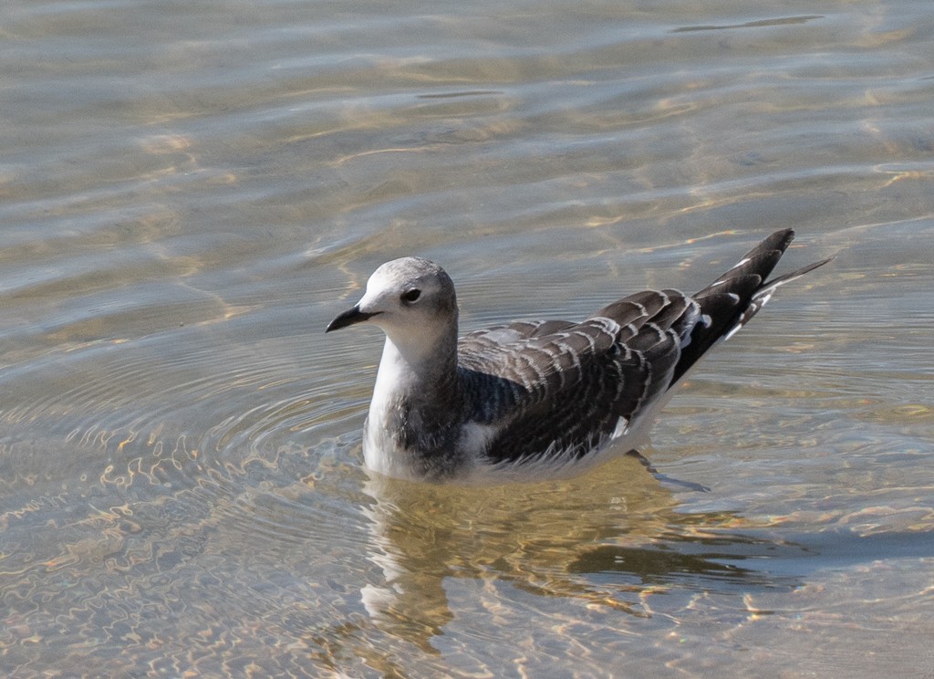 Sabine's Gull - ML642115034
