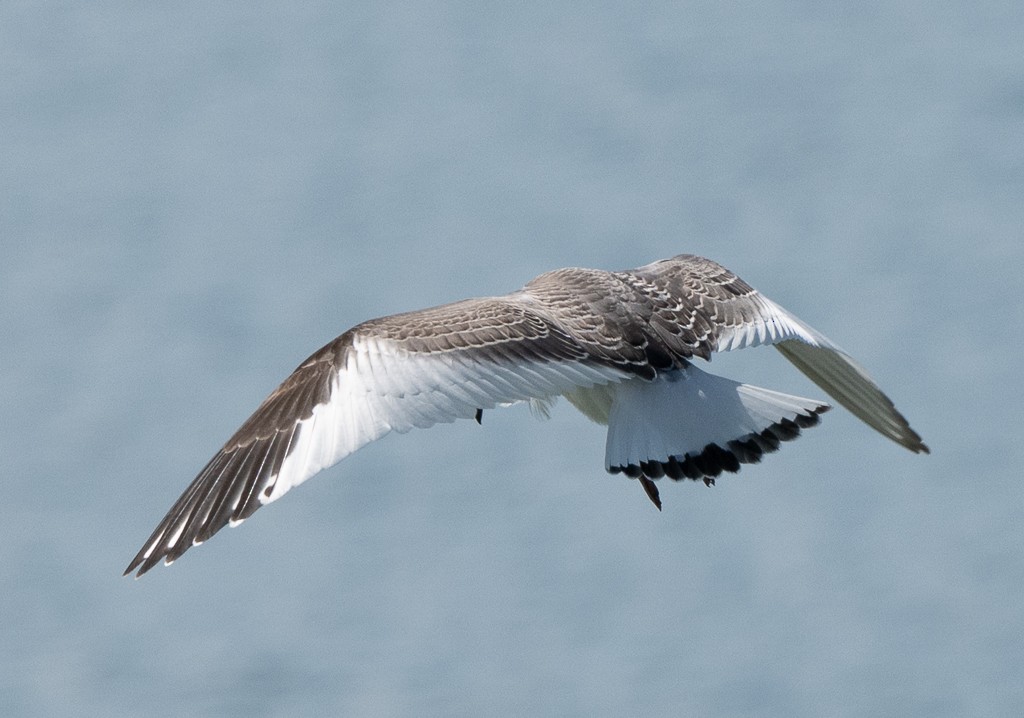 Sabine's Gull - ML642115035