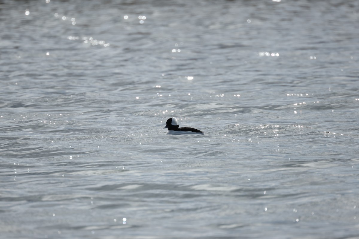 Bufflehead - ML642115040