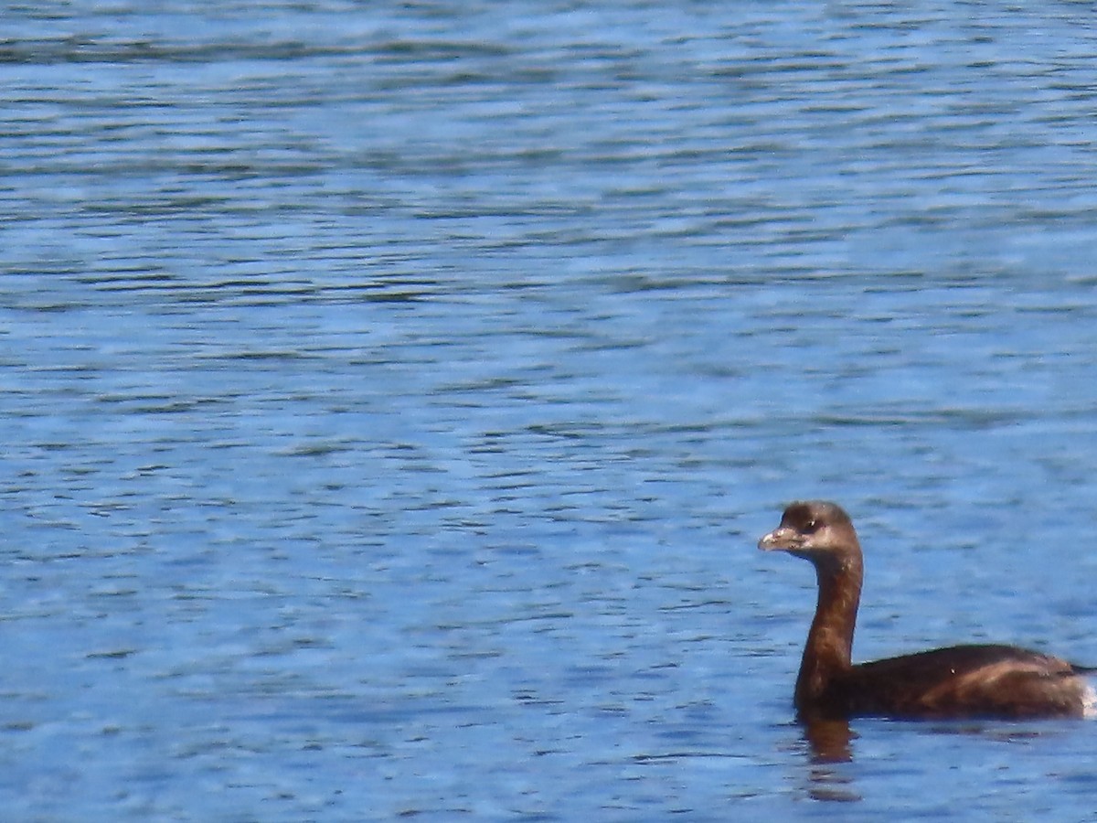 Pied-billed Grebe - ML642115043