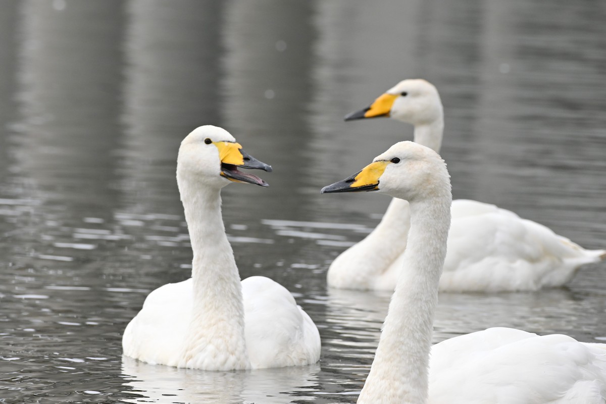 Cygne chanteur - ML642115053