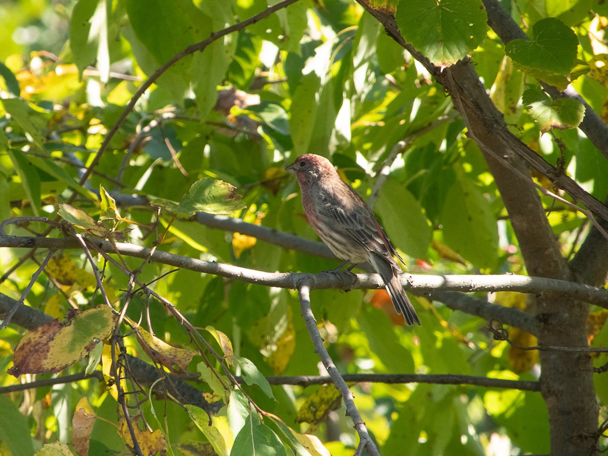 House Finch - ML642115054