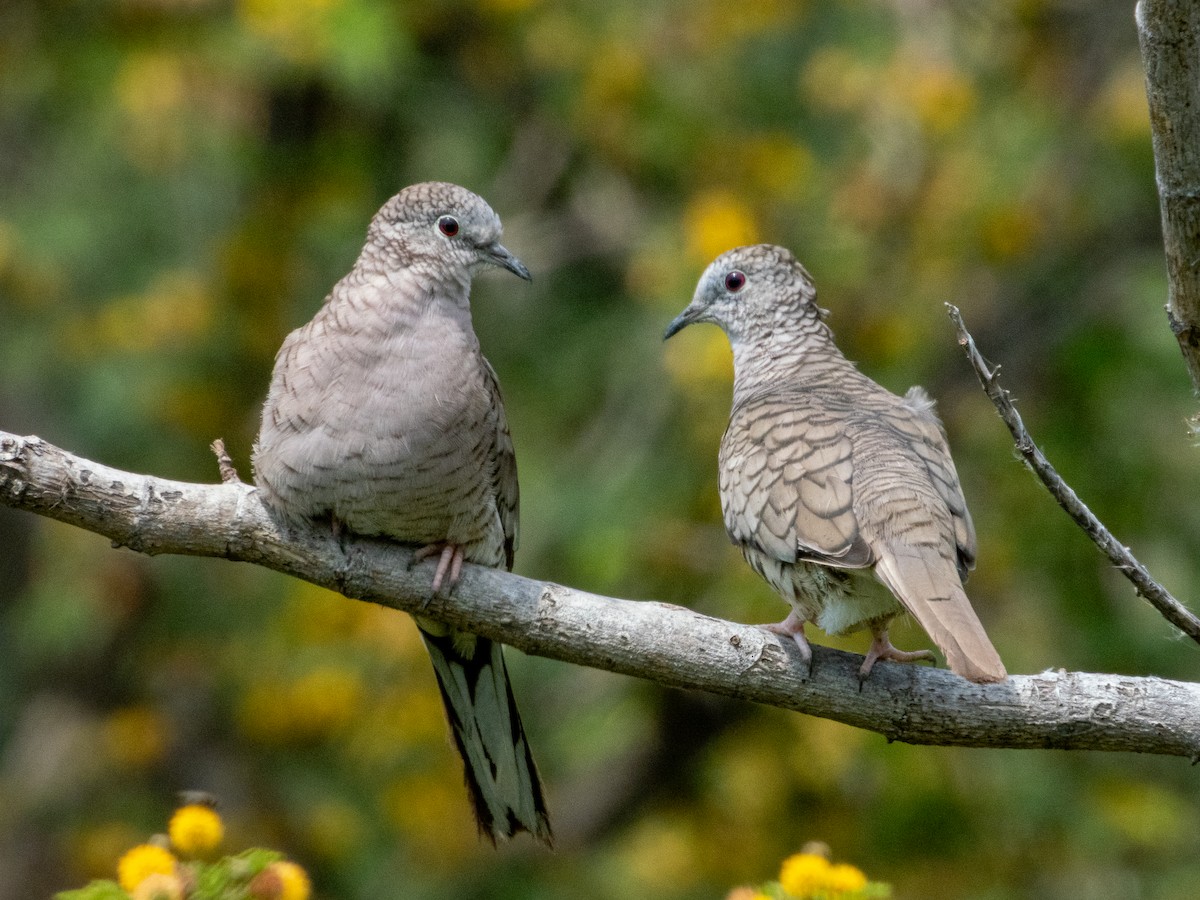 Inca Dove - ML642115073