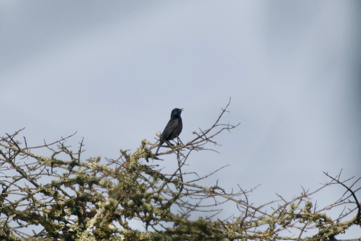 Stuhlmann's Starling - ML642115082