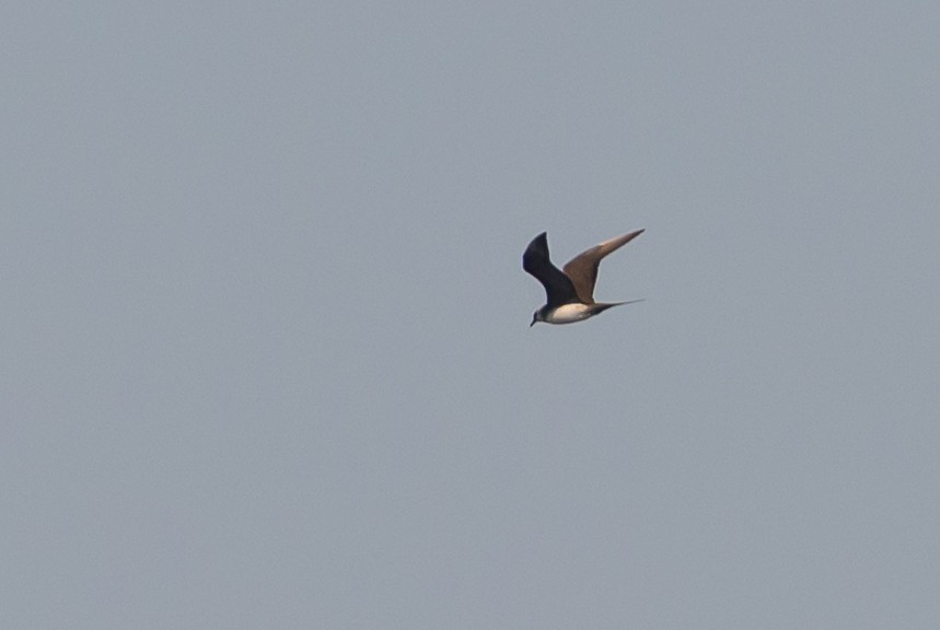 Parasitic Jaeger - ML642115115