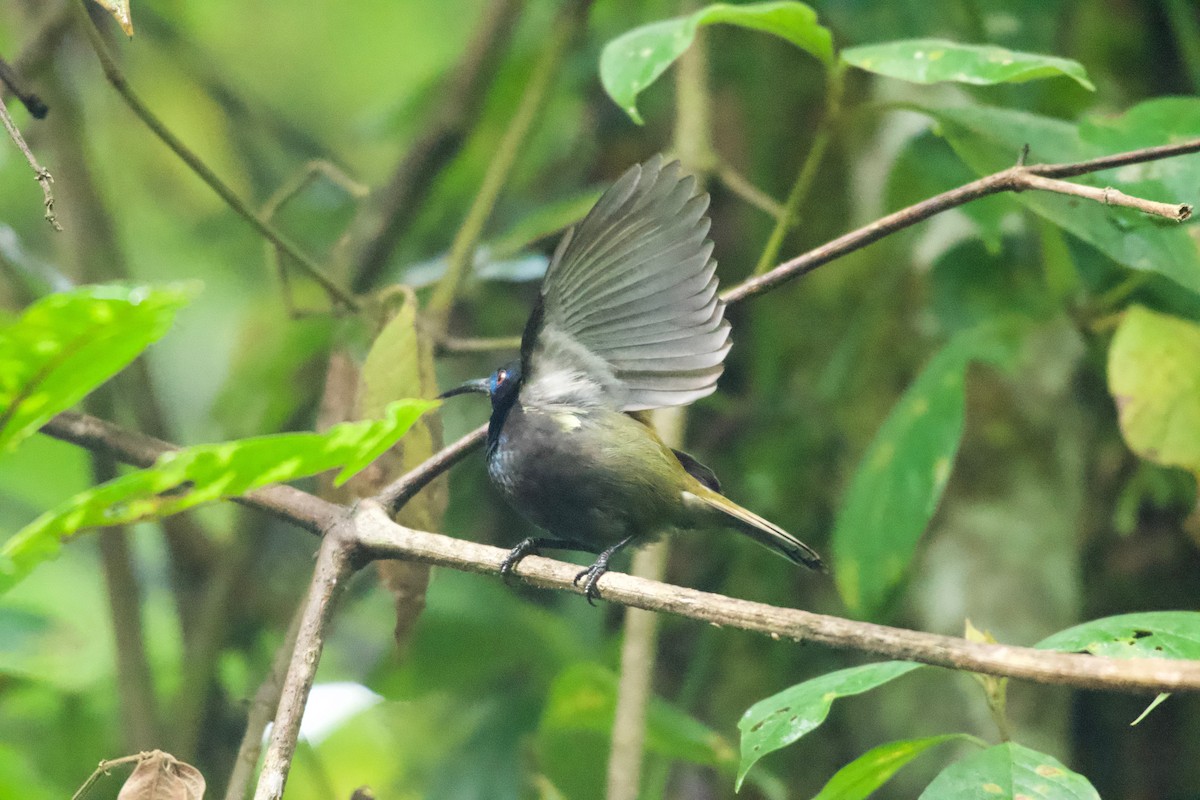 Blue-headed Sunbird - ML642115118