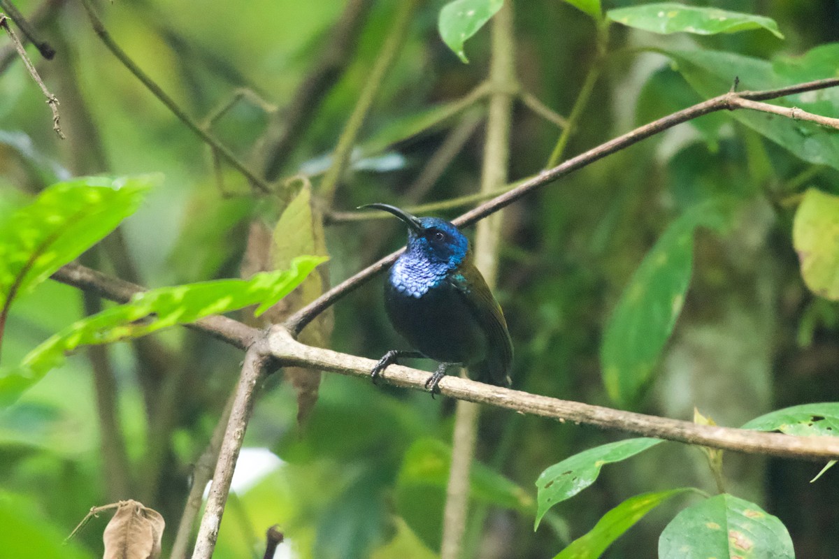 Blue-headed Sunbird - ML642115120