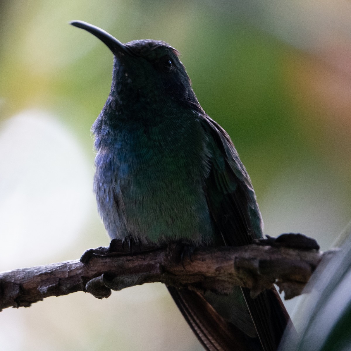 Colibri cyanote - ML642115126