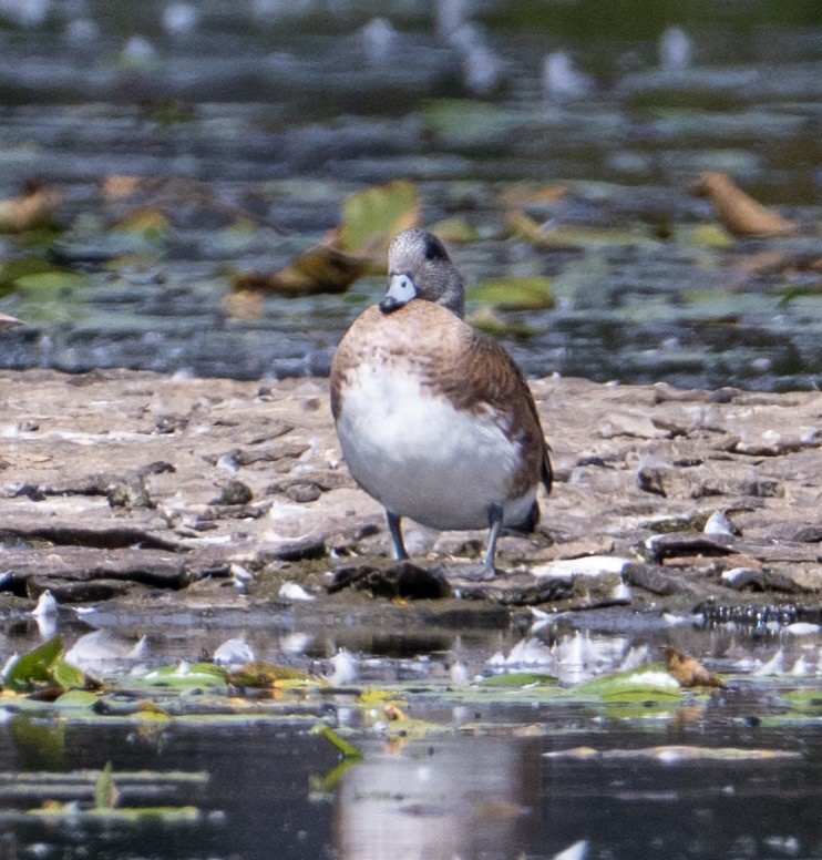 American Wigeon - ML642115127