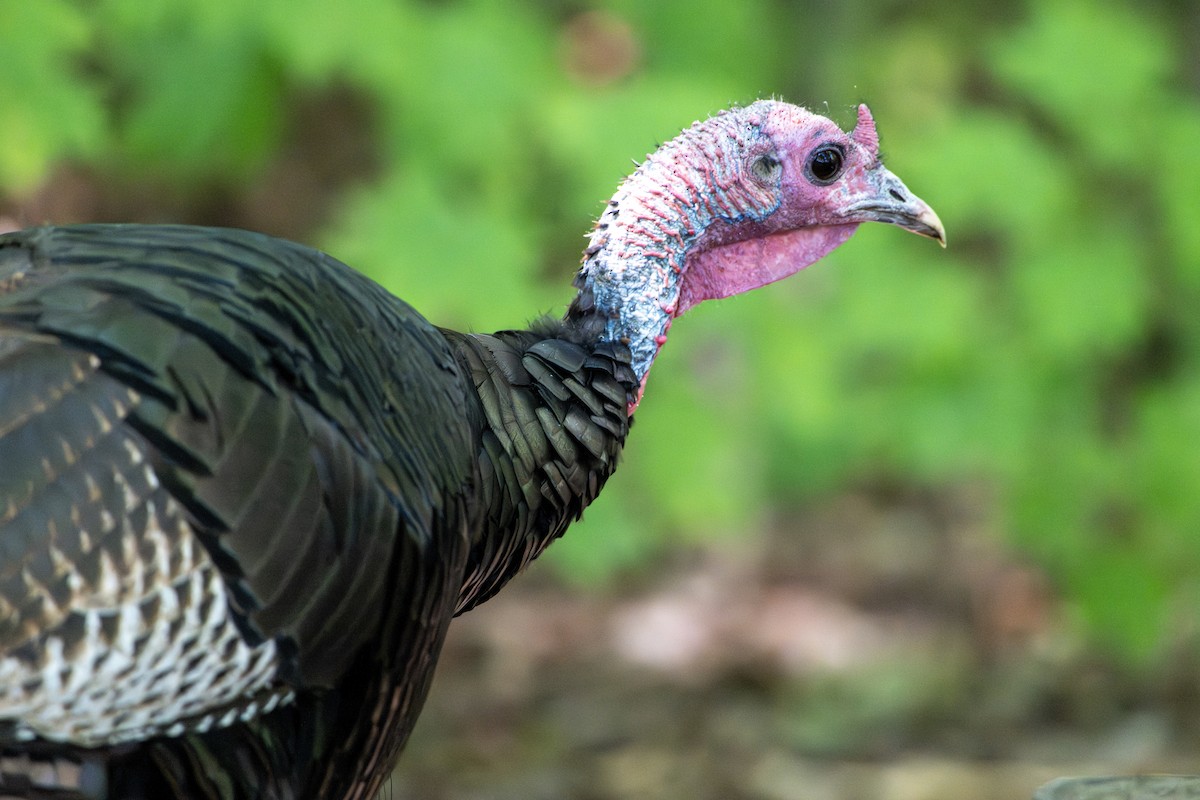 Wild Turkey - ML642115133