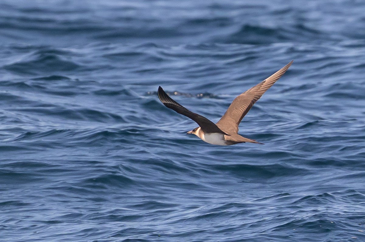 Parasitic Jaeger - ML642115135