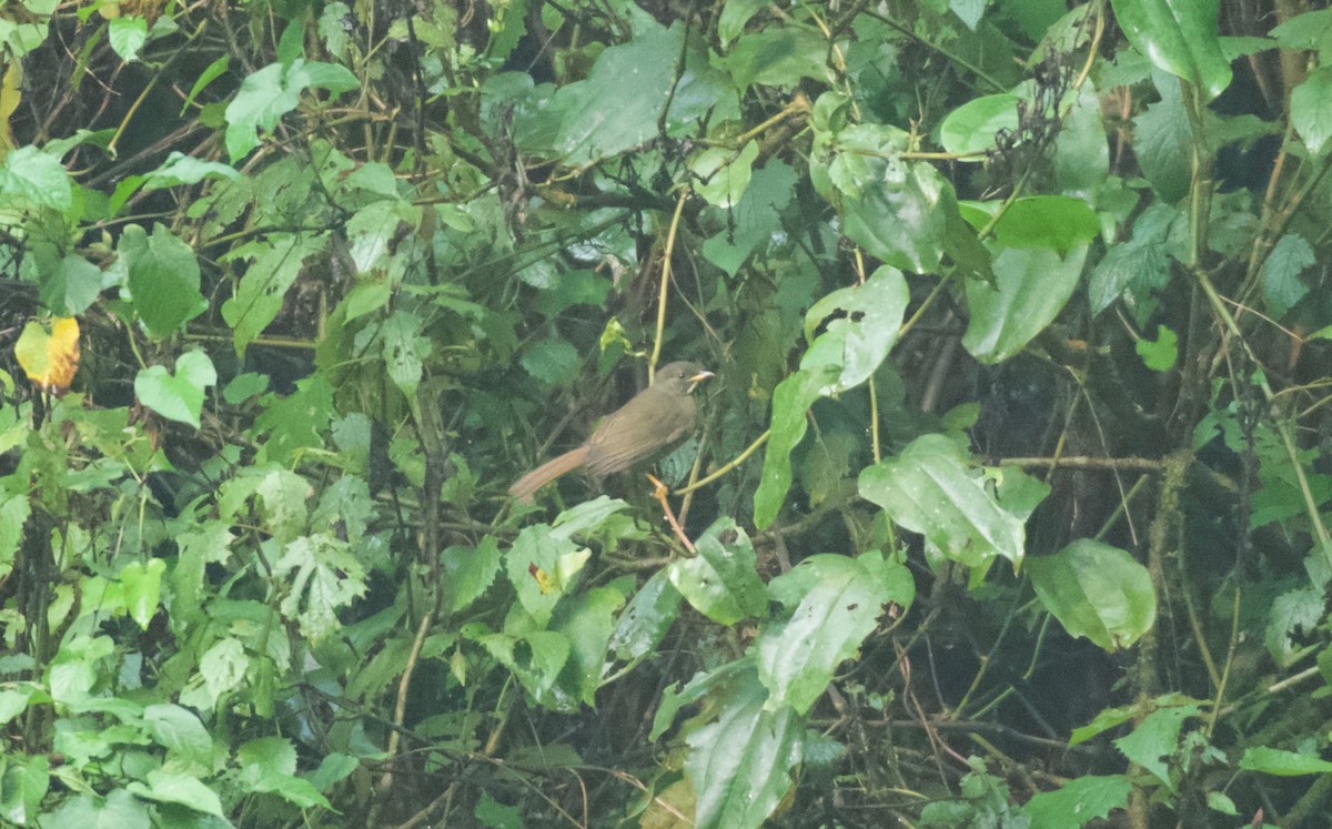 Yellow-whiskered Greenbul - ML642115142