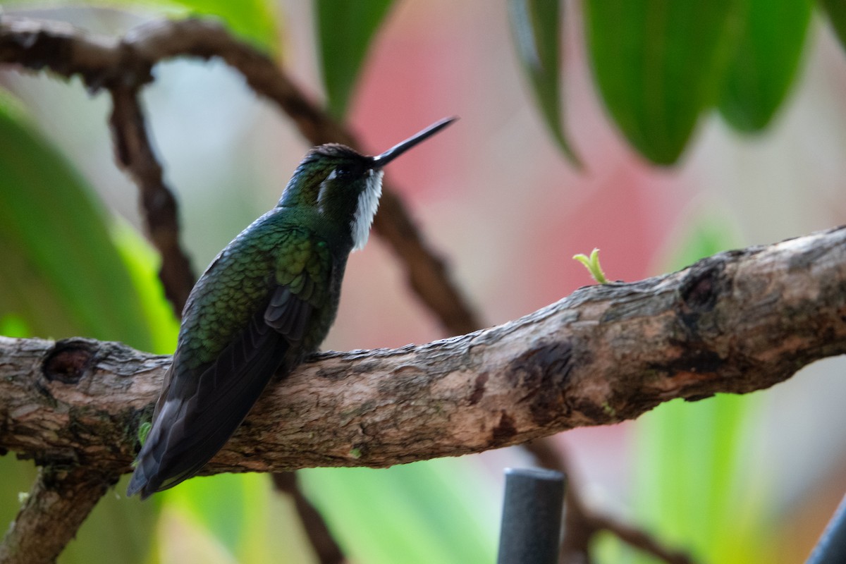 White-throated Mountain-gem - ML642115182