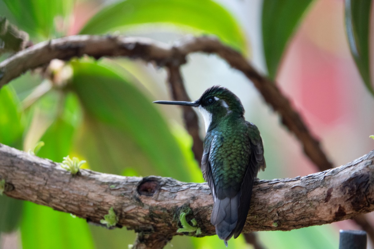 White-throated Mountain-gem - ML642115183