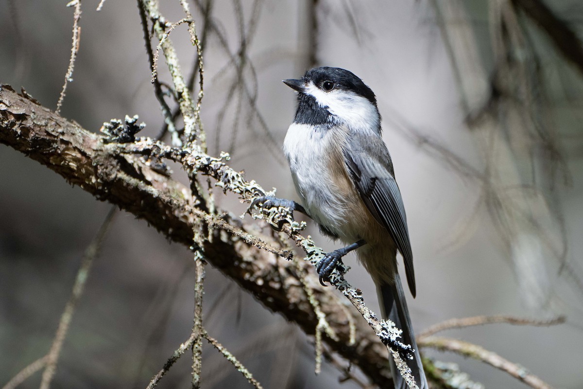 Black-capped Chickadee - ML642115194