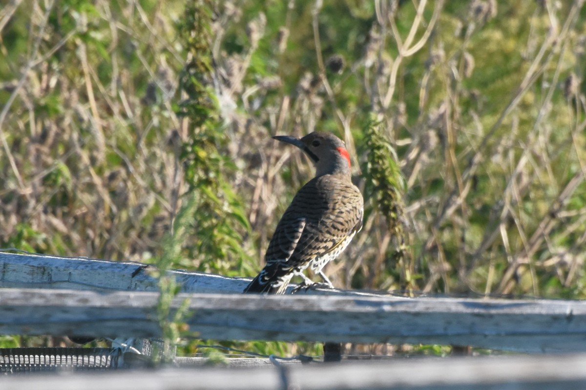 Northern Flicker - ML642115199