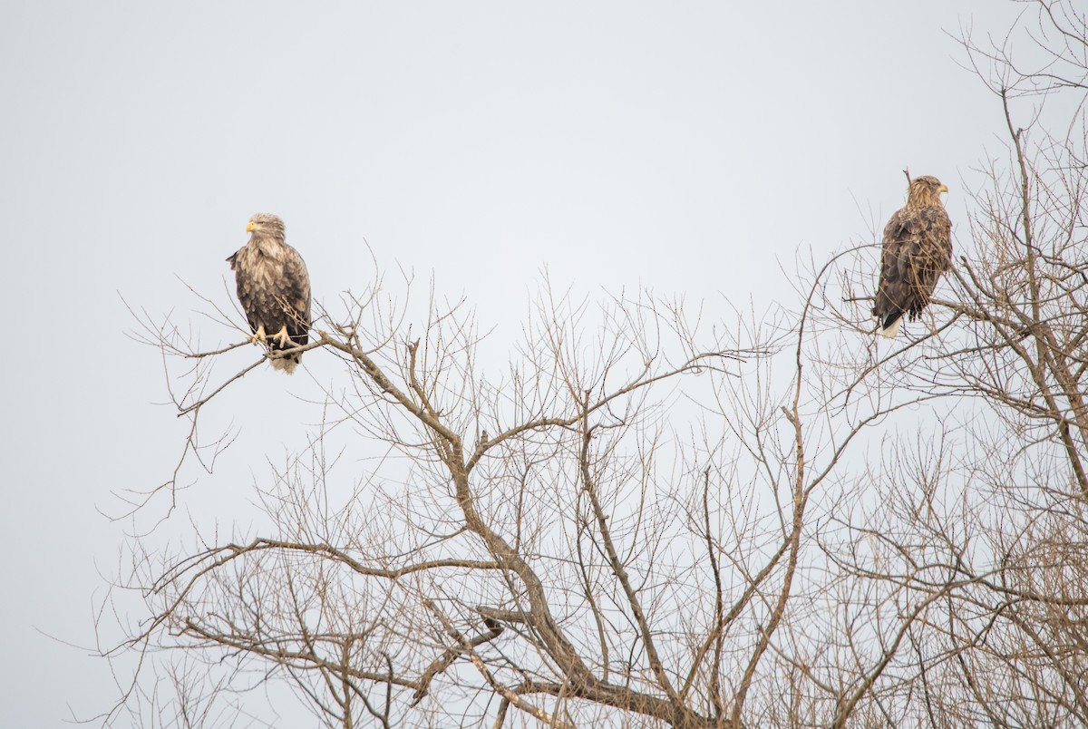 White-tailed Eagle - ML642115203