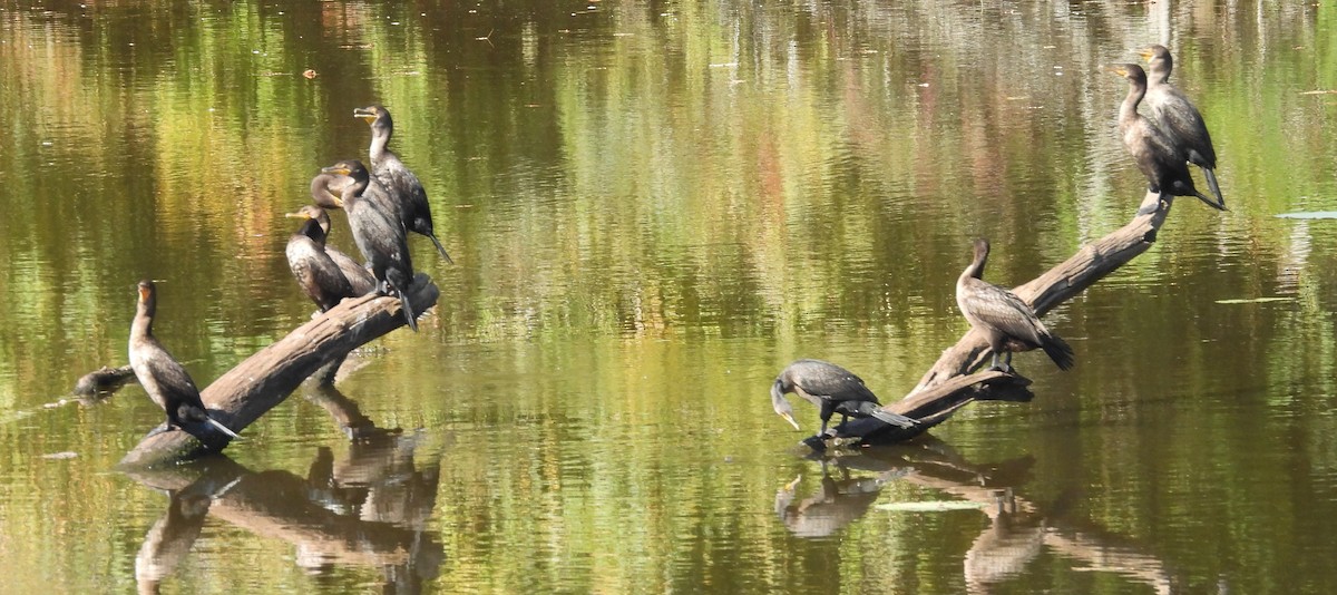 Double-crested Cormorant - ML642115221