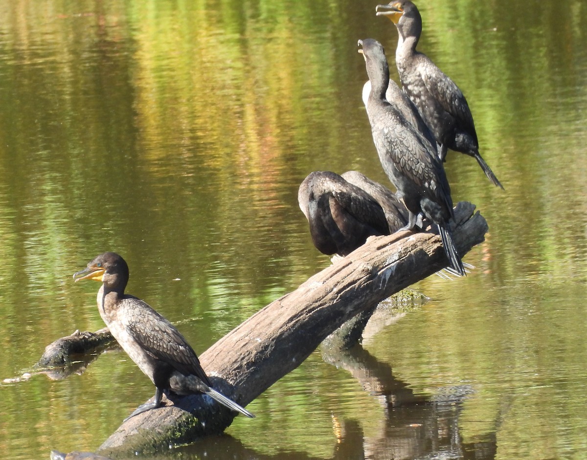Double-crested Cormorant - ML642115222