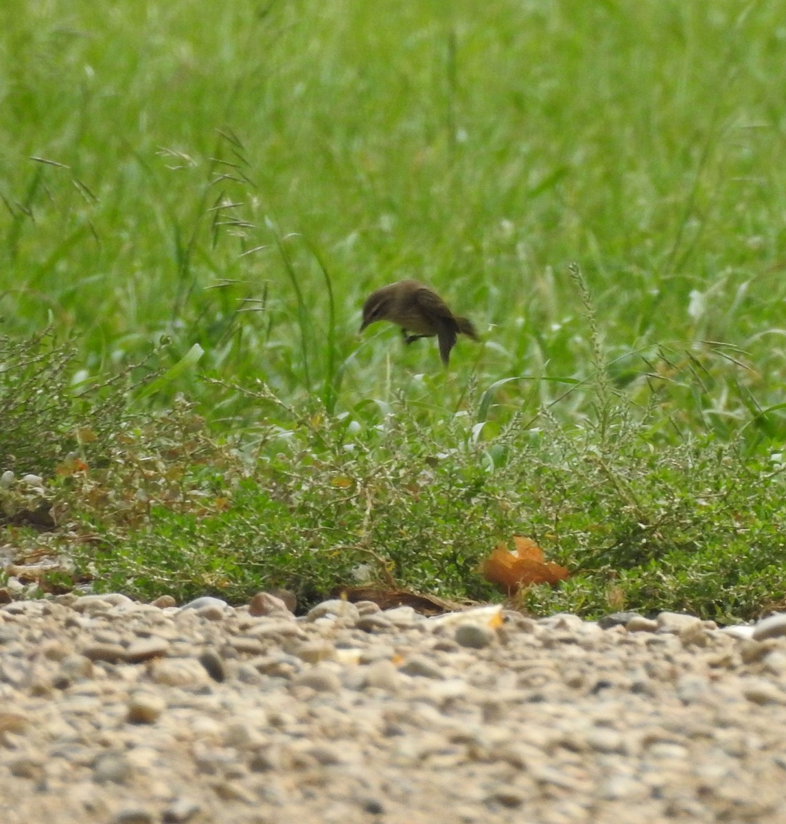 Palm Warbler - ML642115240