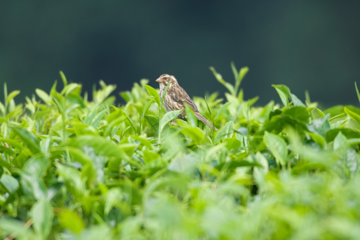 Streaky Seedeater - ML642115250