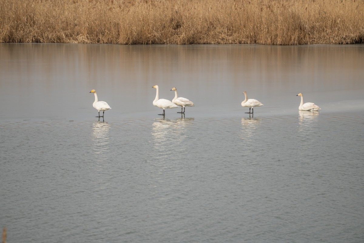 Cygne chanteur - ML642115254