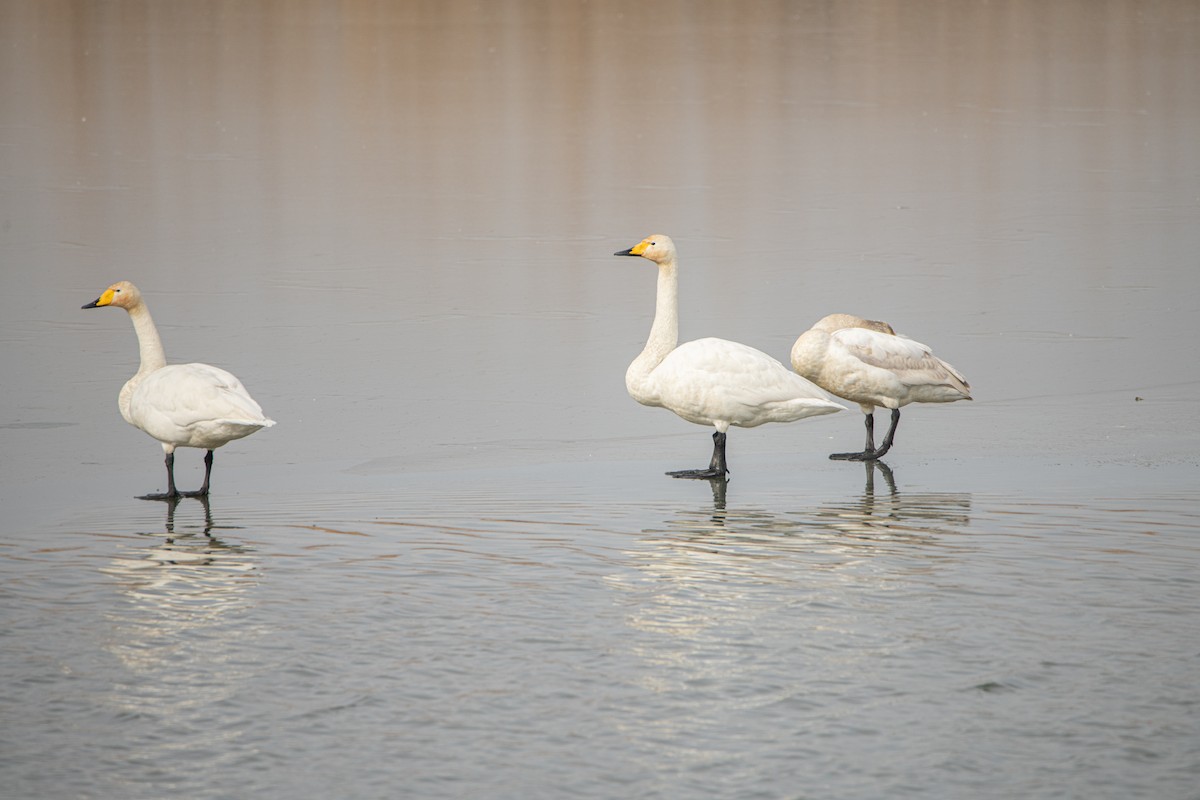 Cygne chanteur - ML642115255