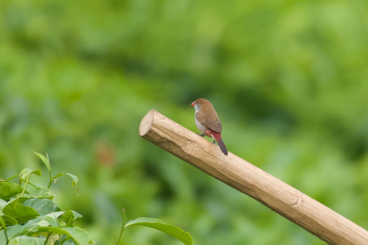 Fawn-breasted Waxbill - ML642115257